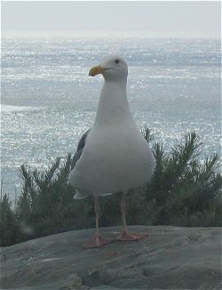 Sea gull at Willow Creek Vista Point