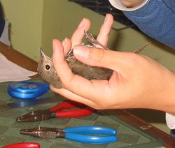 Migratory bird census and banding, Andrew Molera State Park