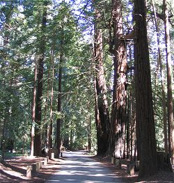 Campground, Pfeiffer Big Sur State Park