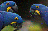 Shortwave Radiogram image