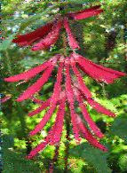 Shortwave Radiogram image