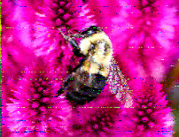 Shortwave Radiogram image