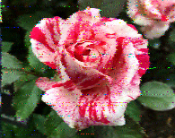 Shortwave Radiogram image