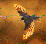 Shortwave Radiogram image