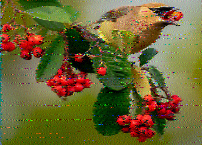 Shortwave Radiogram image