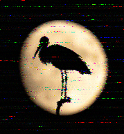 Shortwave Radiogram image