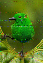 Shortwave Radiogram image