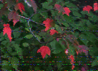 Shortwave Radiogram image