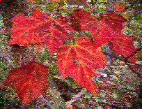 Shortwave Radiogram image