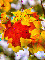 Shortwave Radiogram image