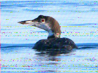 Shortwave Radiogram image