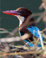 Shortwave Radiogram image