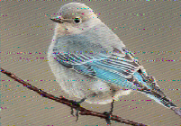 Shortwave Radiogram image