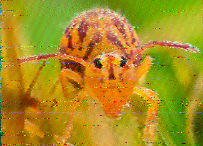 Shortwave Radiogram image