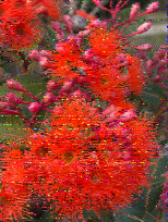 Shortwave Radiogram image