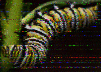 Shortwave Radiogram image