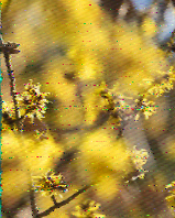 Shortwave Radiogram image