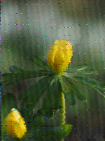 Shortwave Radiogram image