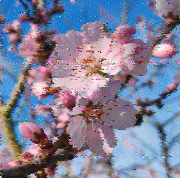 Shortwave Radiogram image