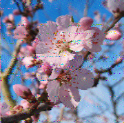 Shortwave Radiogram image