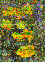 Shortwave Radiogram image
