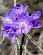 Shortwave Radiogram image