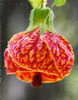 Shortwave Radiogram image