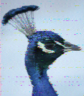 Shortwave Radiogram image