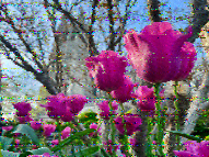 Shortwave Radiogram image