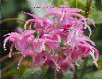 Shortwave Radiogram image