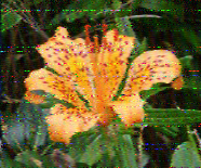 Shortwave Radiogram image