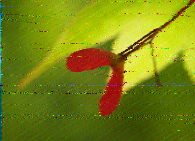 Shortwave Radiogram image