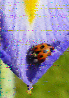 Shortwave Radiogram image