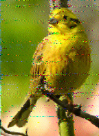 Shortwave Radiogram image