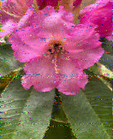 Shortwave Radiogram image