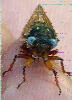 Shortwave Radiogram image