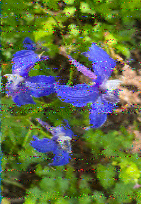 Shortwave Radiogram image