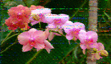 Shortwave Radiogram image