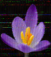 Shortwave Radiogram image