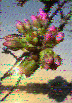 Shortwave Radiogram image