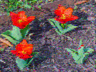 Shortwave Radiogram image