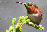 Shortwave Radiogram image