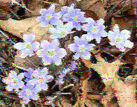 Shortwave Radiogram image