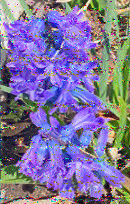 Shortwave Radiogram image