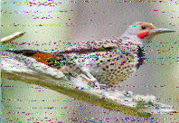 Shortwave Radiogram image