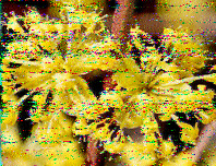 Shortwave Radiogram image