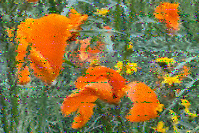 Shortwave Radiogram image