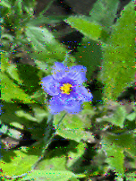 Shortwave Radiogram image