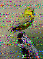 Shortwave Radiogram image