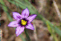 Shortwave Radiogram image